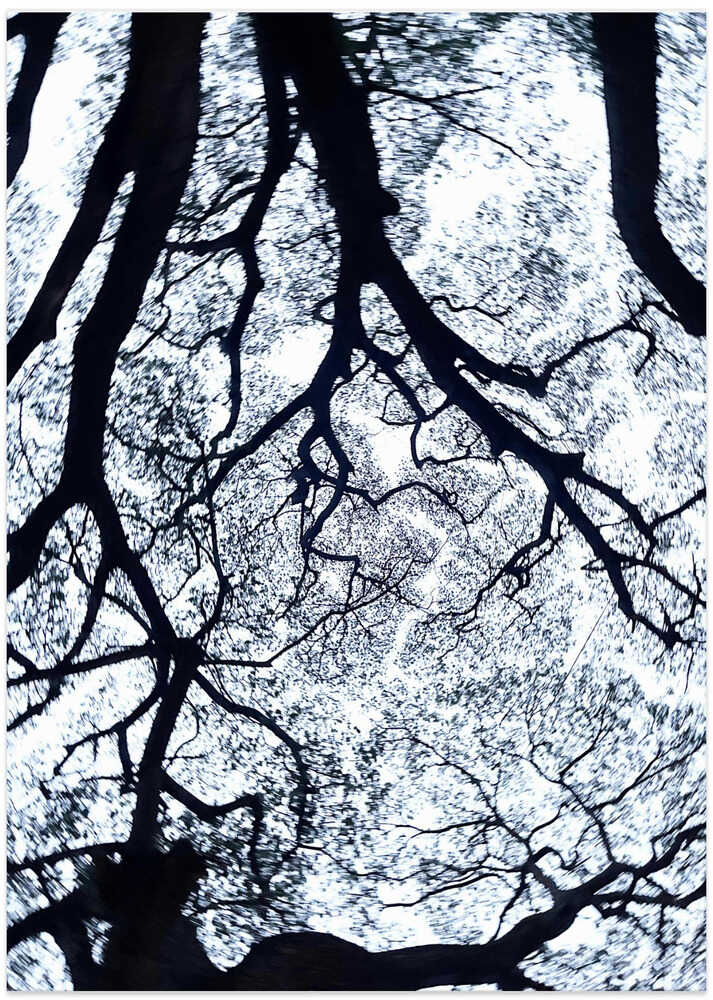 Entangled Canopy
