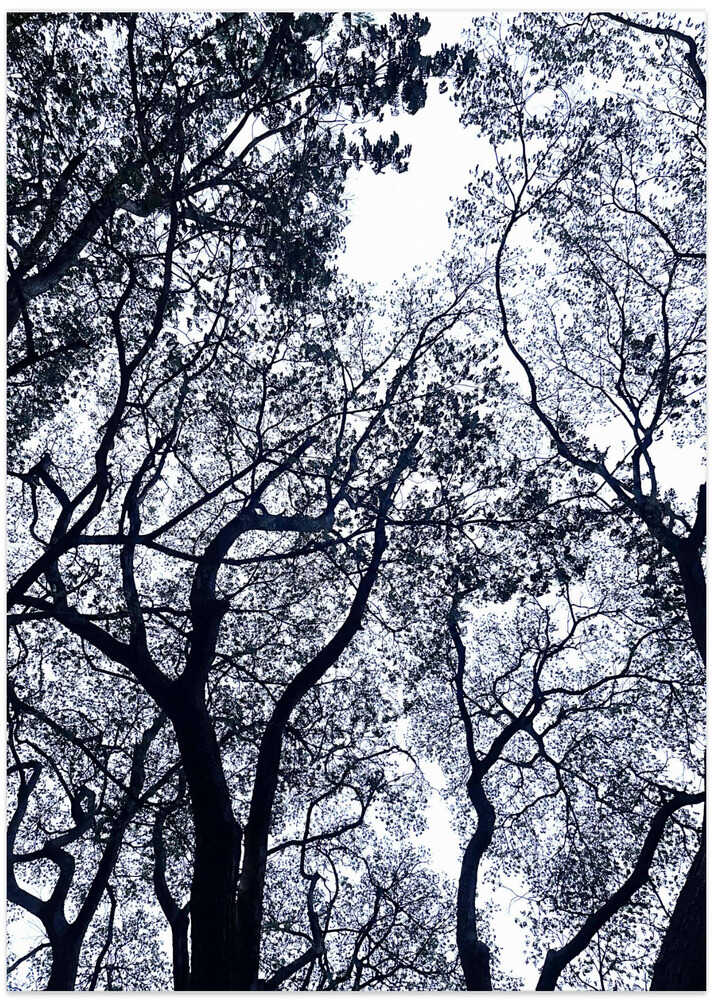 Branching Silhouettes