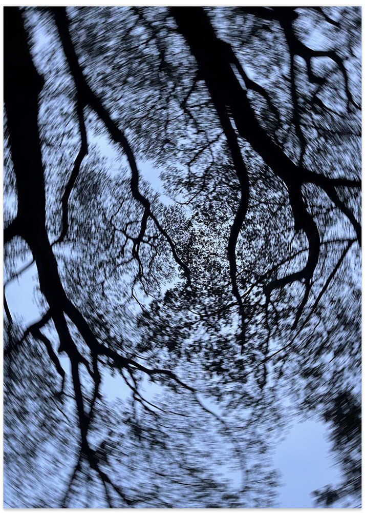 Spiraling Canopy