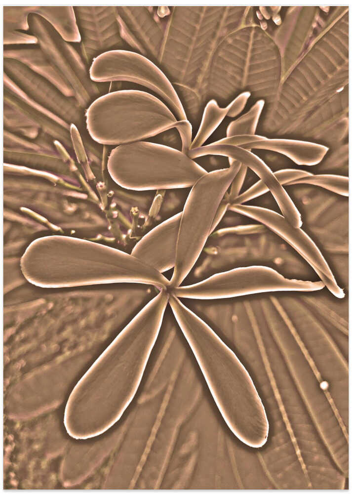 Sepia Petal Dance