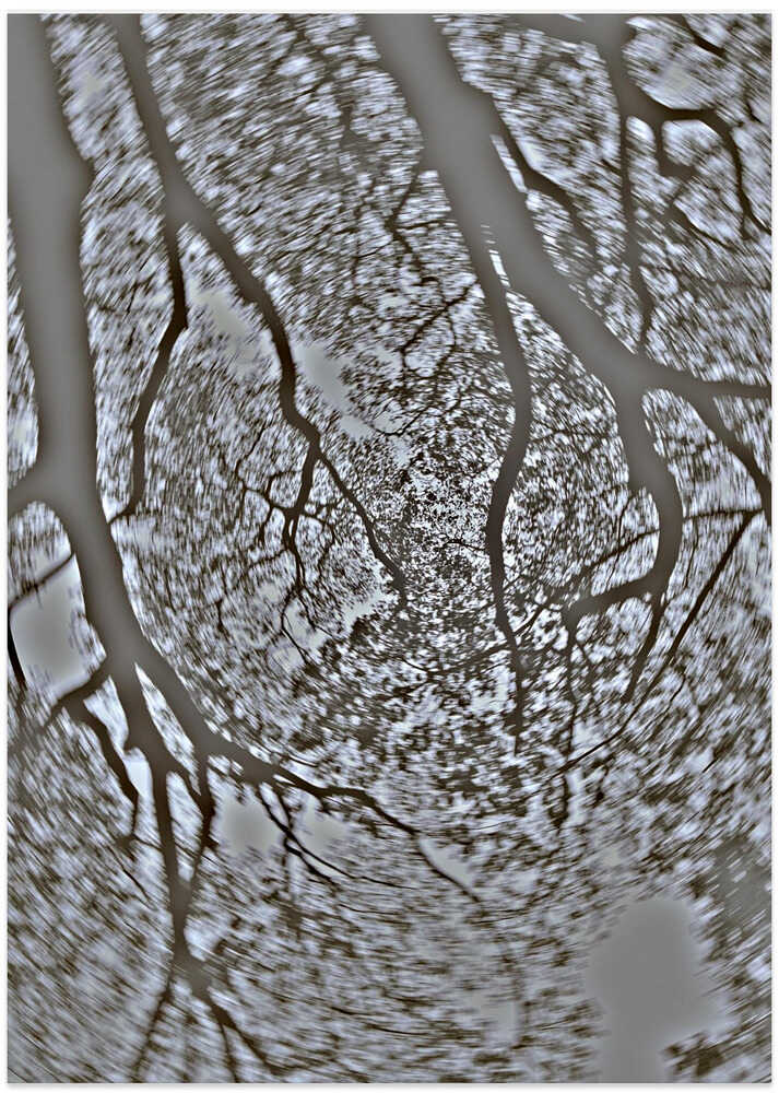 Tangled Canopy Dance