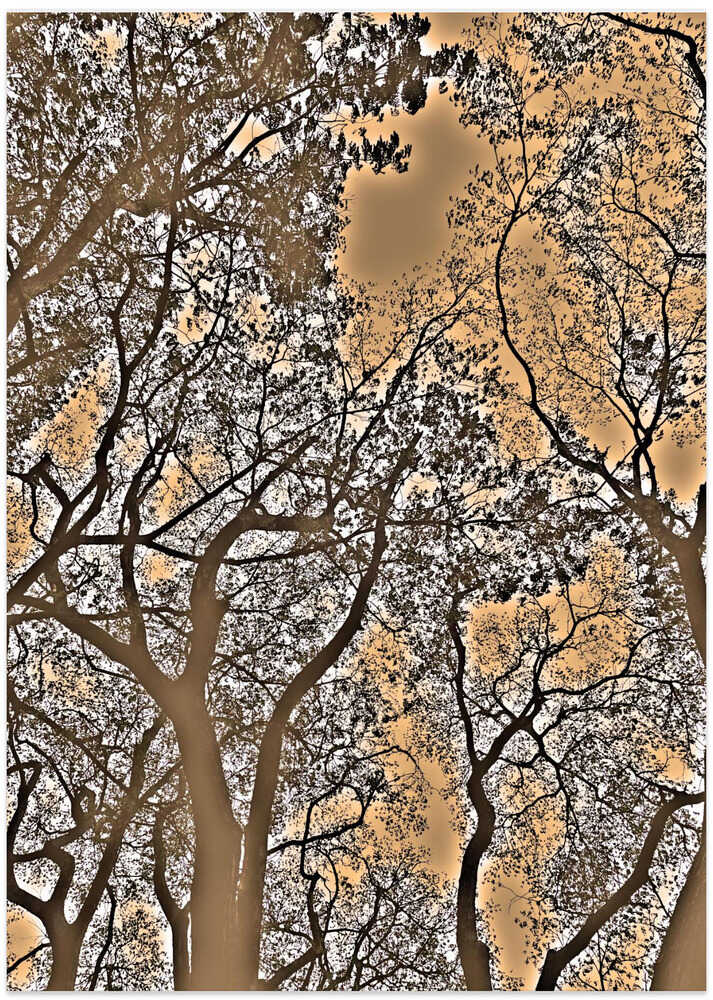 “Entwined Branches”