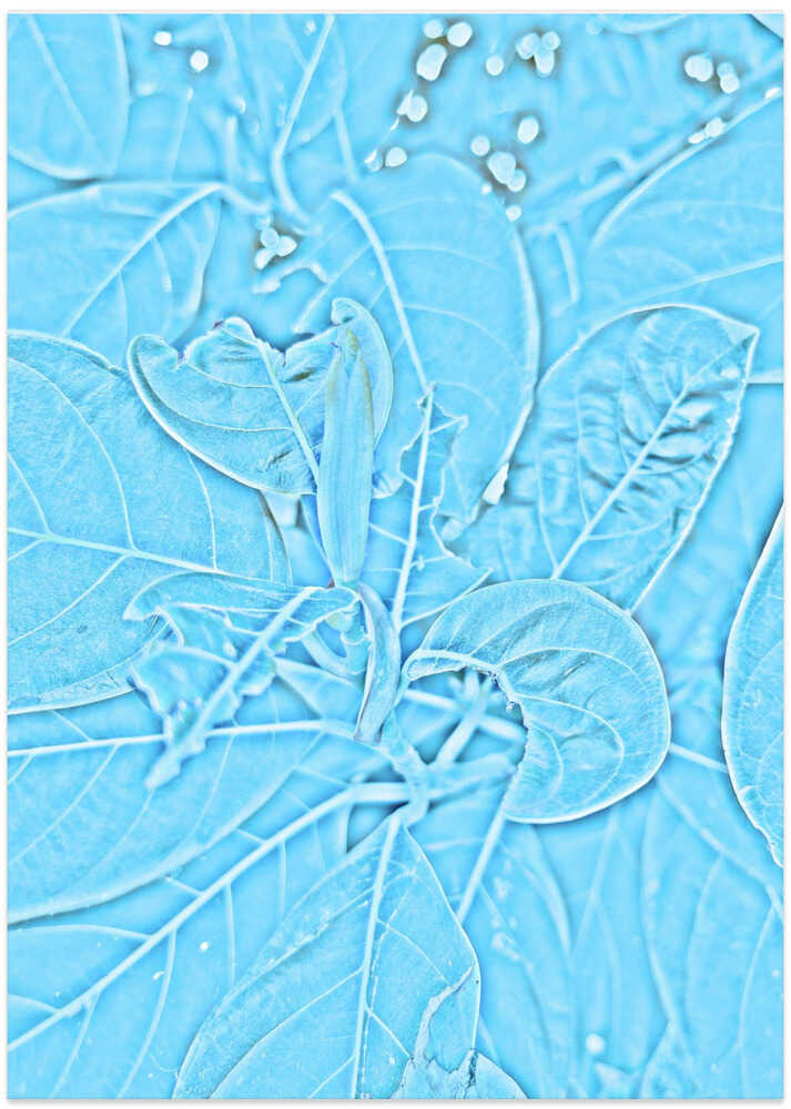 Blue Leaf Illusion