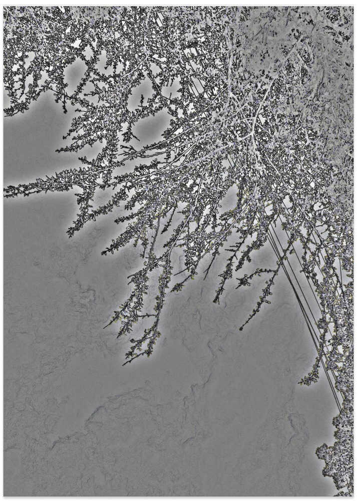 Frozen Branch Whispers