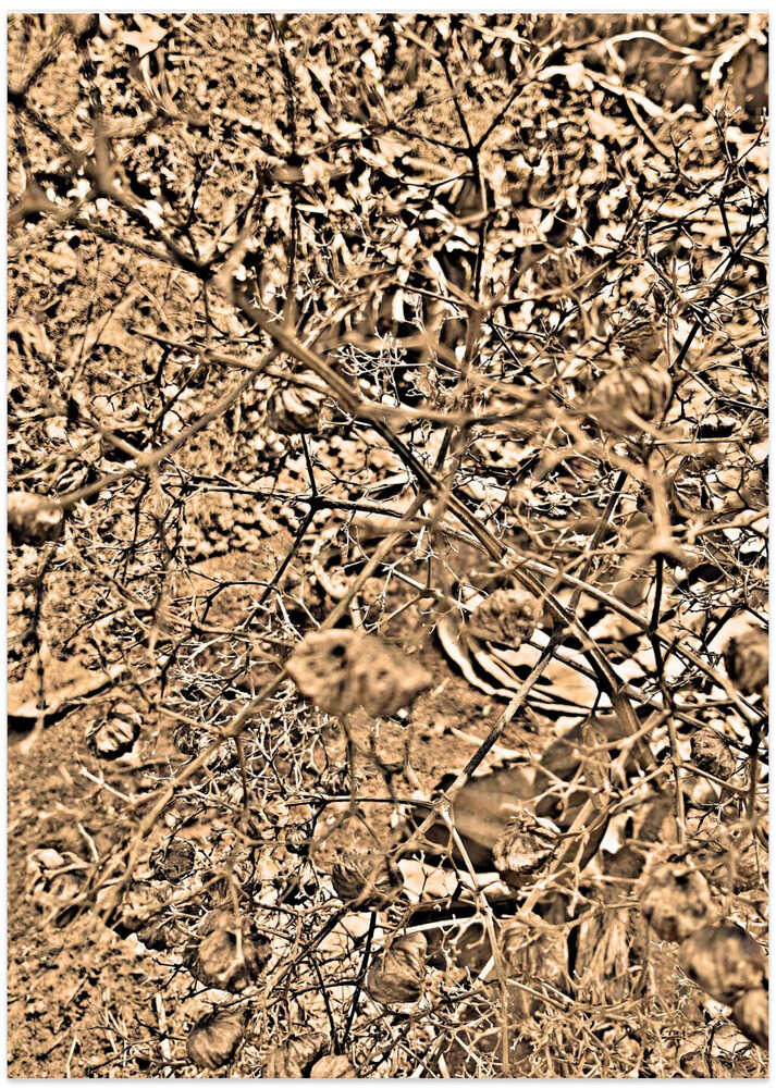 Tangled Sepia Dreams