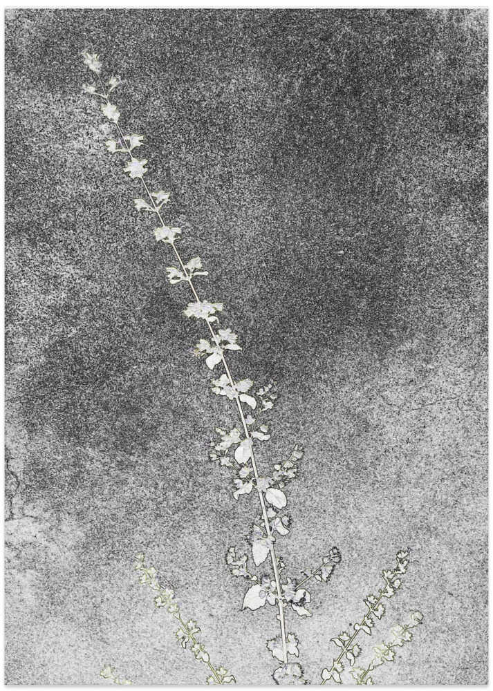 Whispers in Charcoal