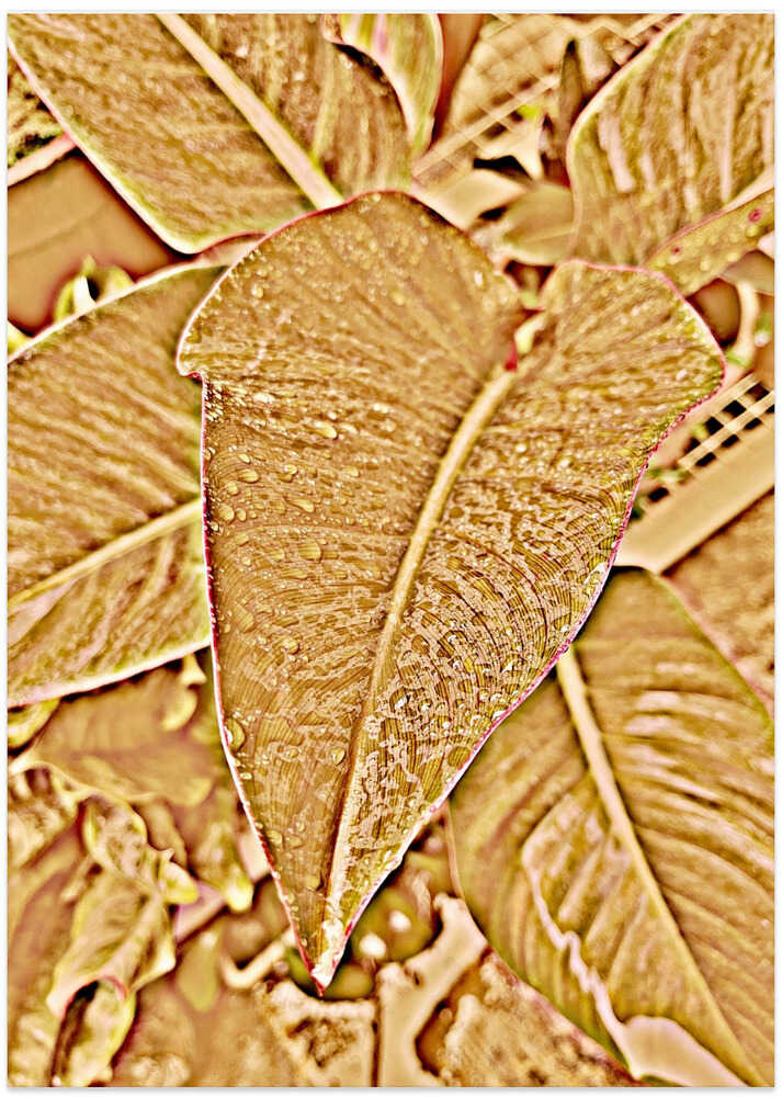 Golden Foliage Drops