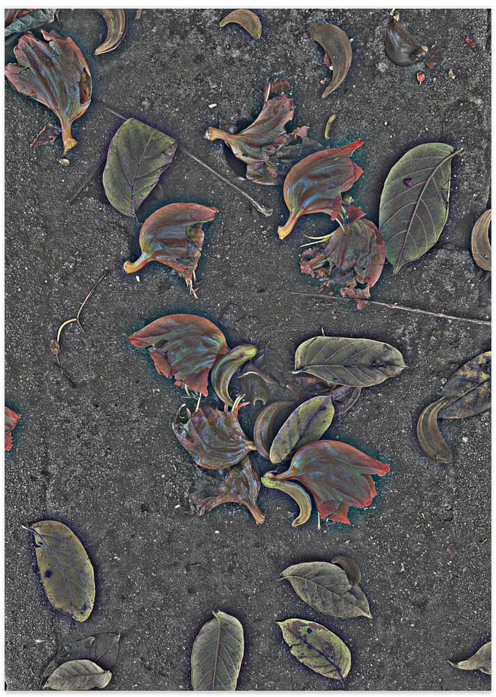 Petals on Asphalt