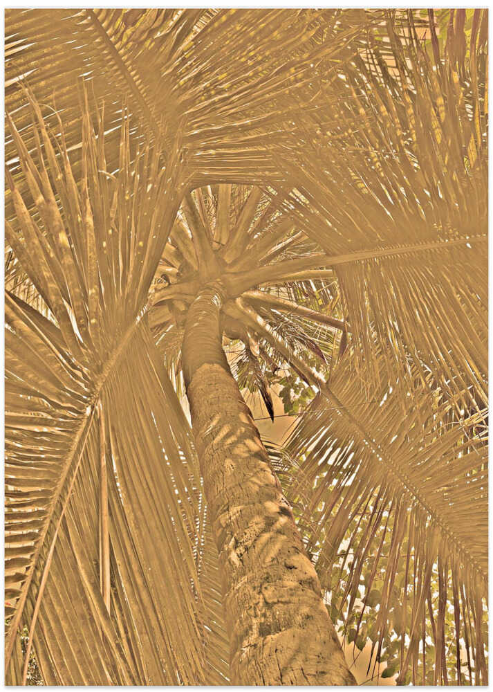 Golden Palm Canopy