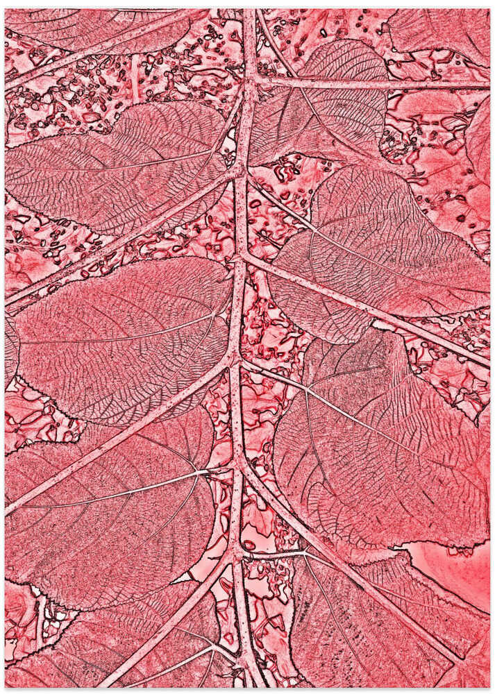 Crimson Leaf Veins