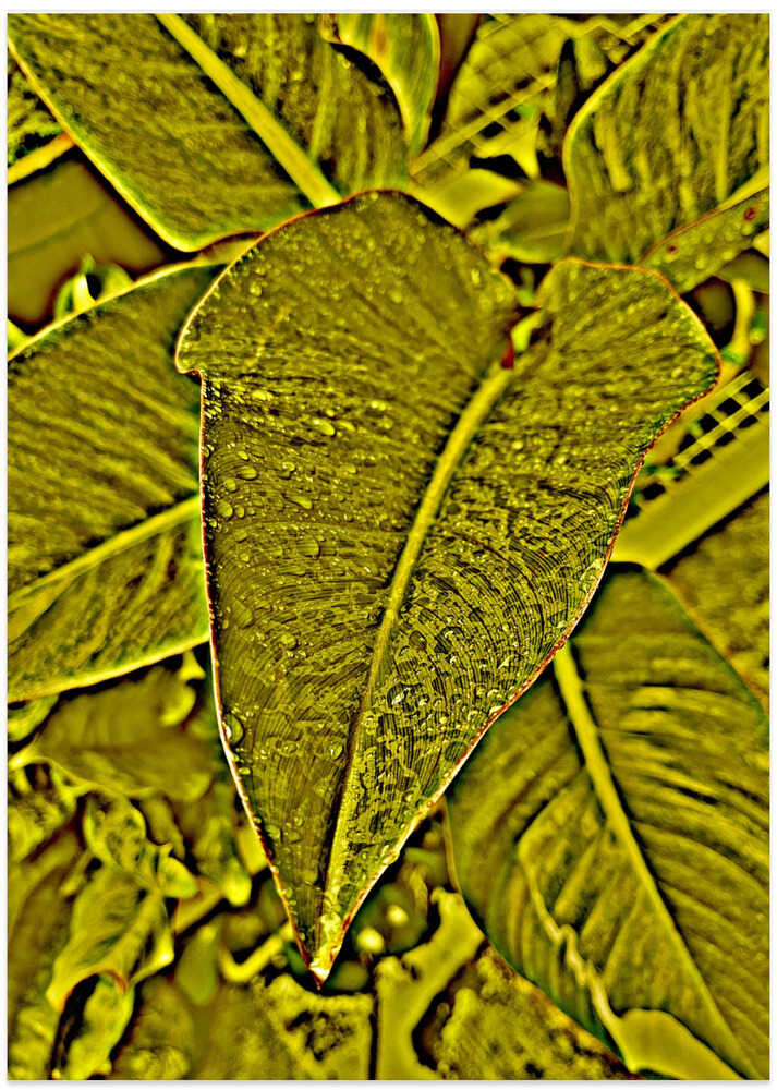 Dewy Leaf Harmony