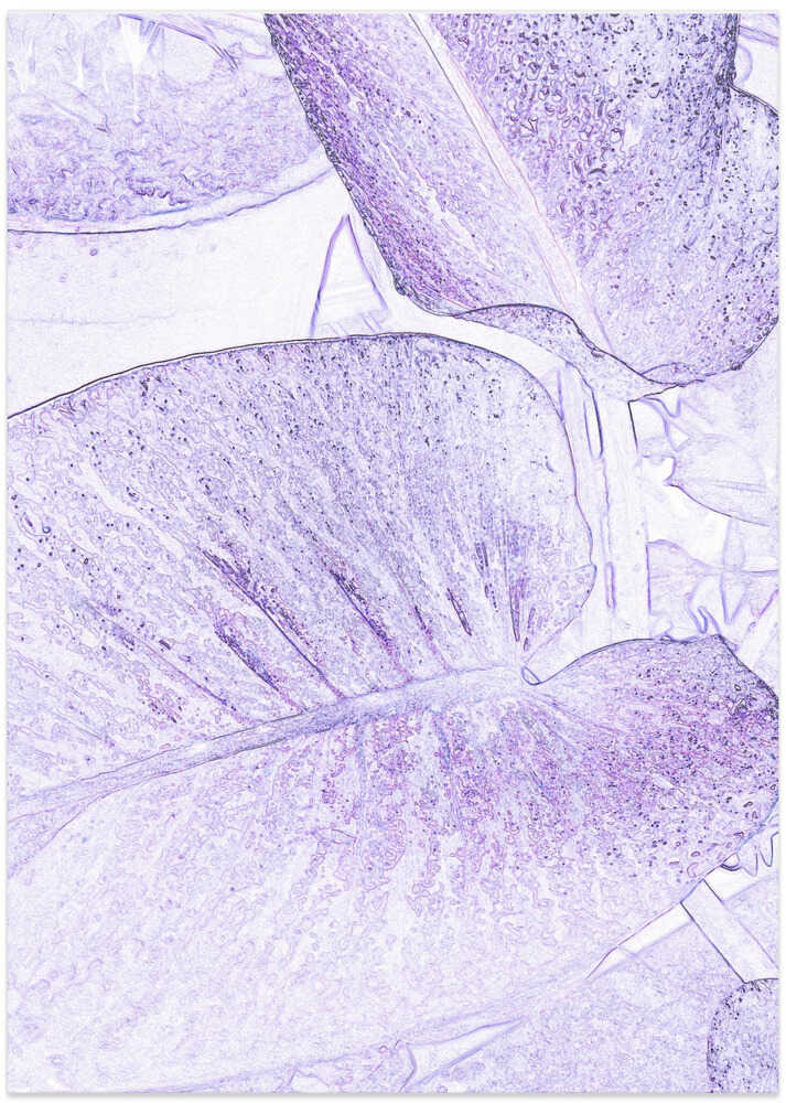 Lavender Leaves