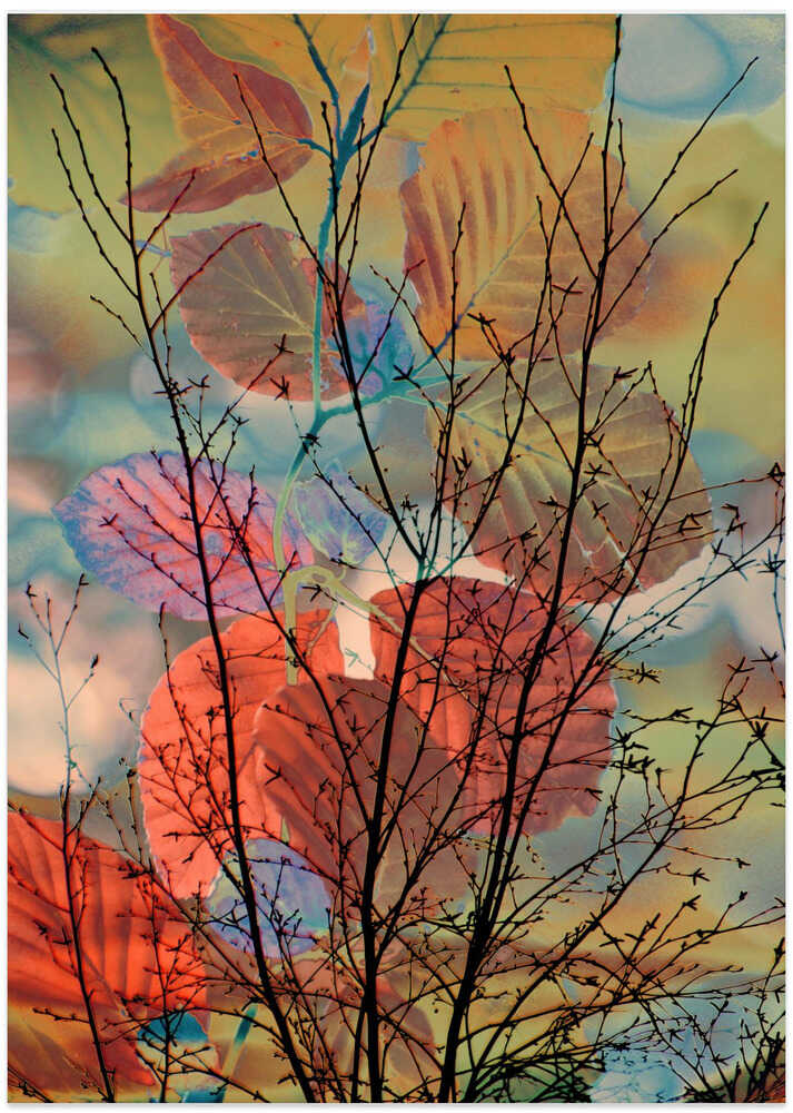 Branch Danceevocative, seasonal, colorful, delicate