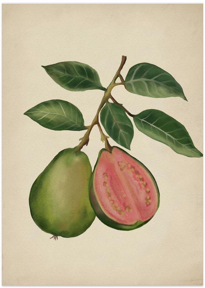 Vintage guava