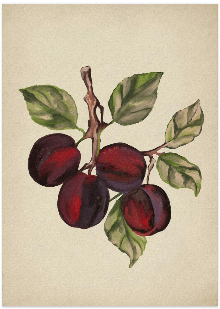 Vintage fruit collection