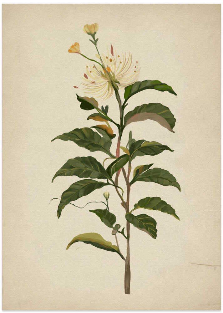 Vintage Botanical illustration