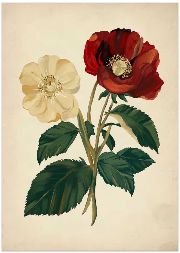 18th century botanical illustration
