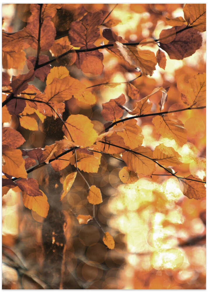 Golden Leaves