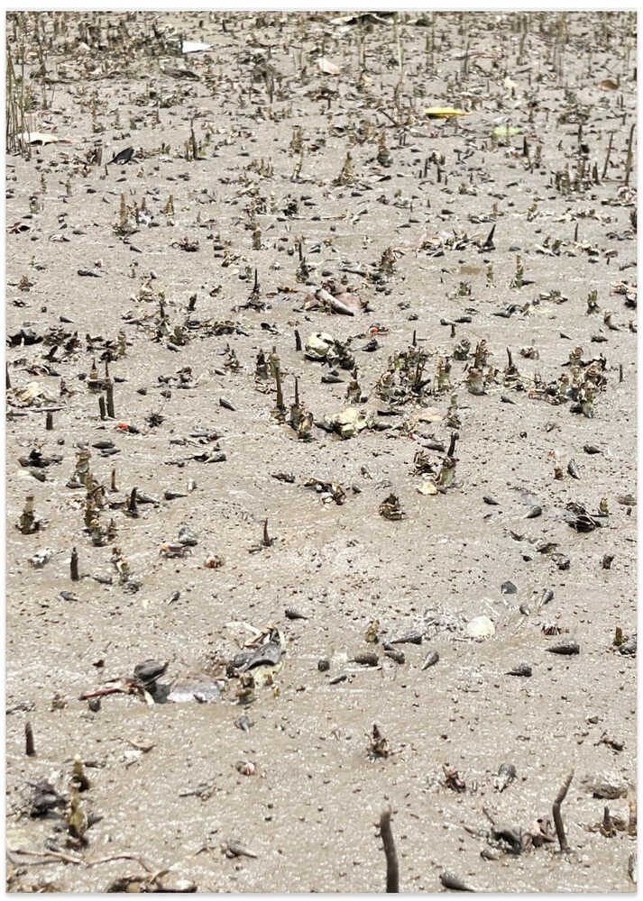 Nature's Tiny Forest