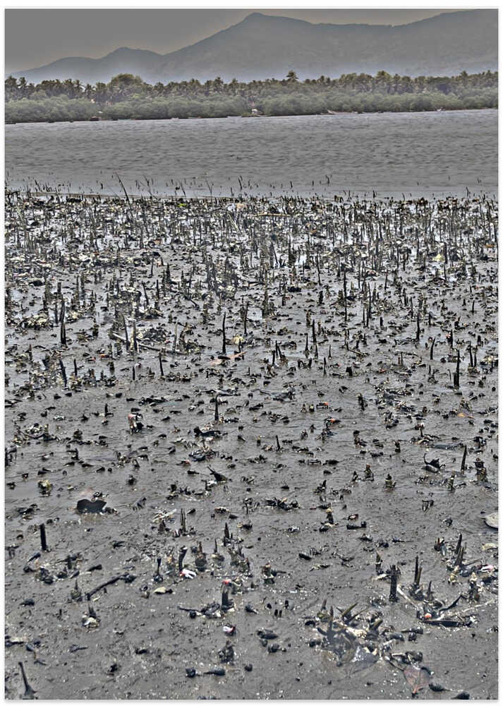 Silent Mangroves