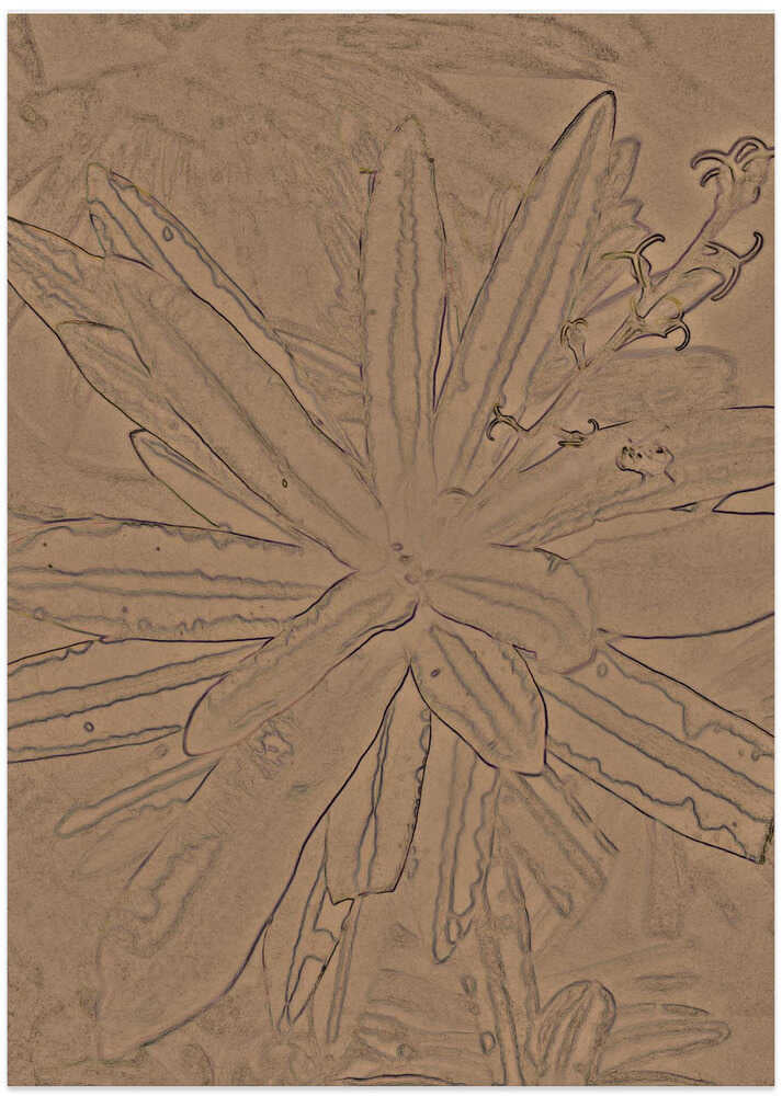 Desert Flora Essence