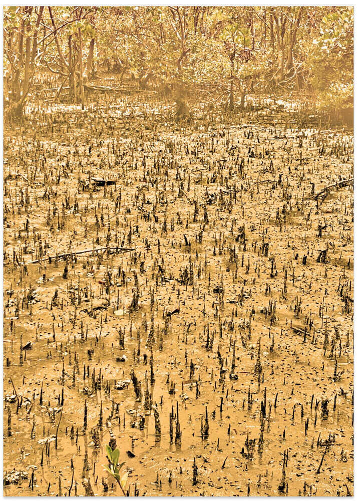 Golden Mangrove Mood