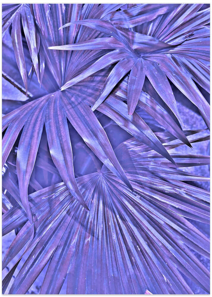Violet Fronds