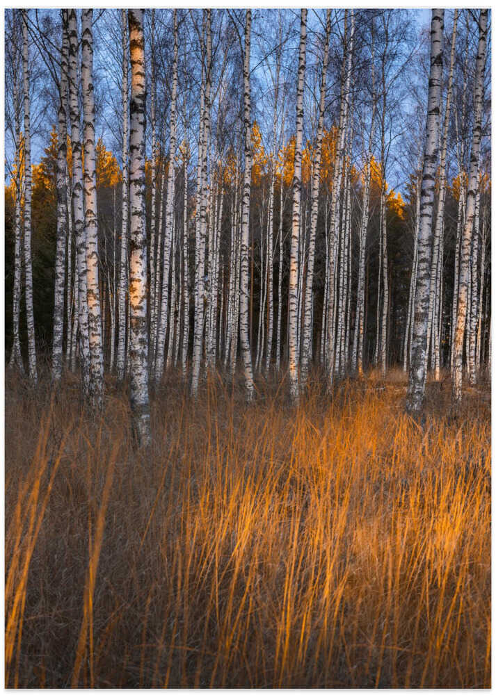 November birch trees