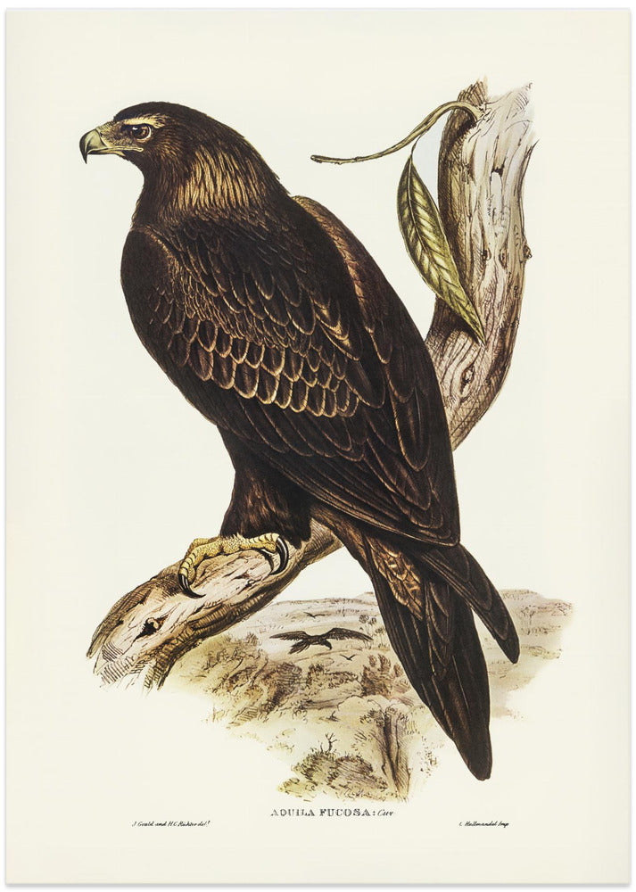 Wedge Tailed Eagle