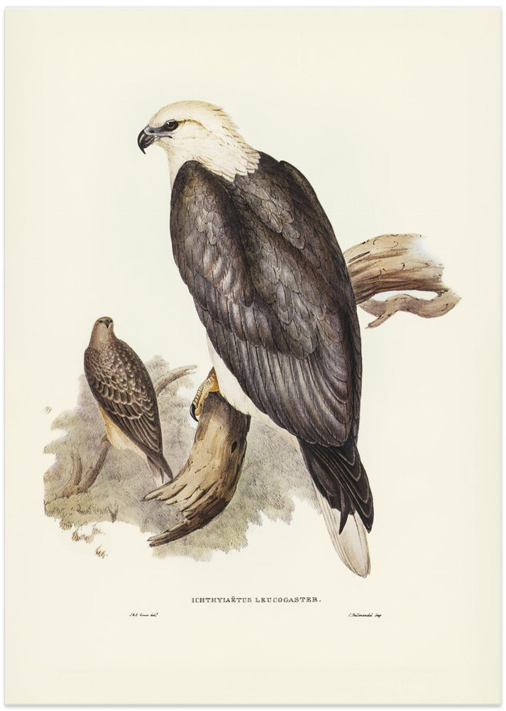 White Bellied Sea Eagle