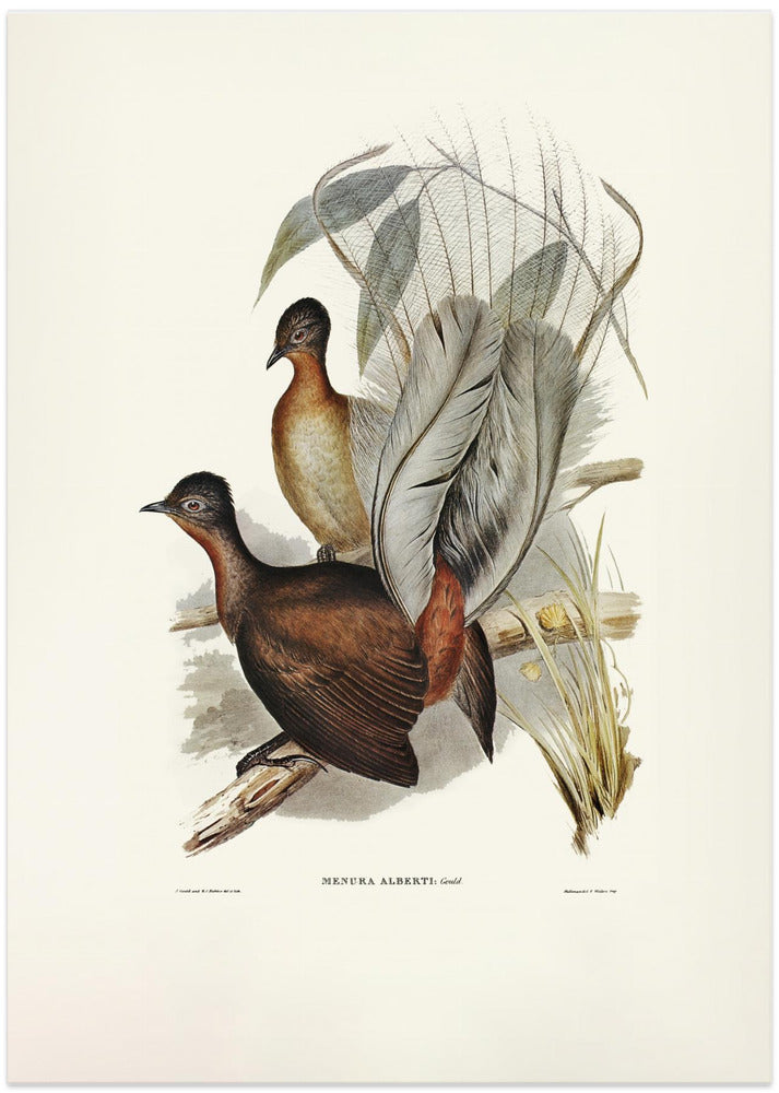 Albert Lyre Bird