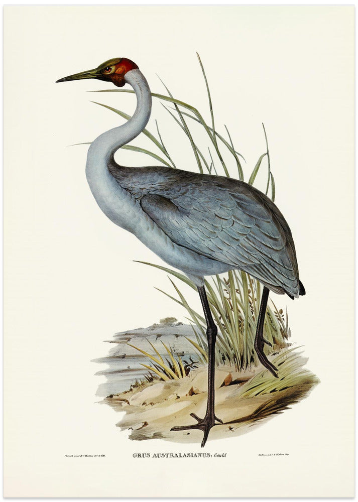 Australian Crane