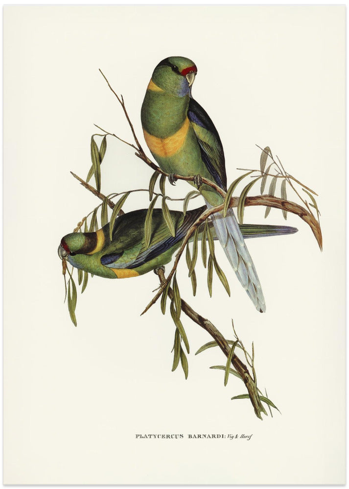 Black Tailed Parakeet