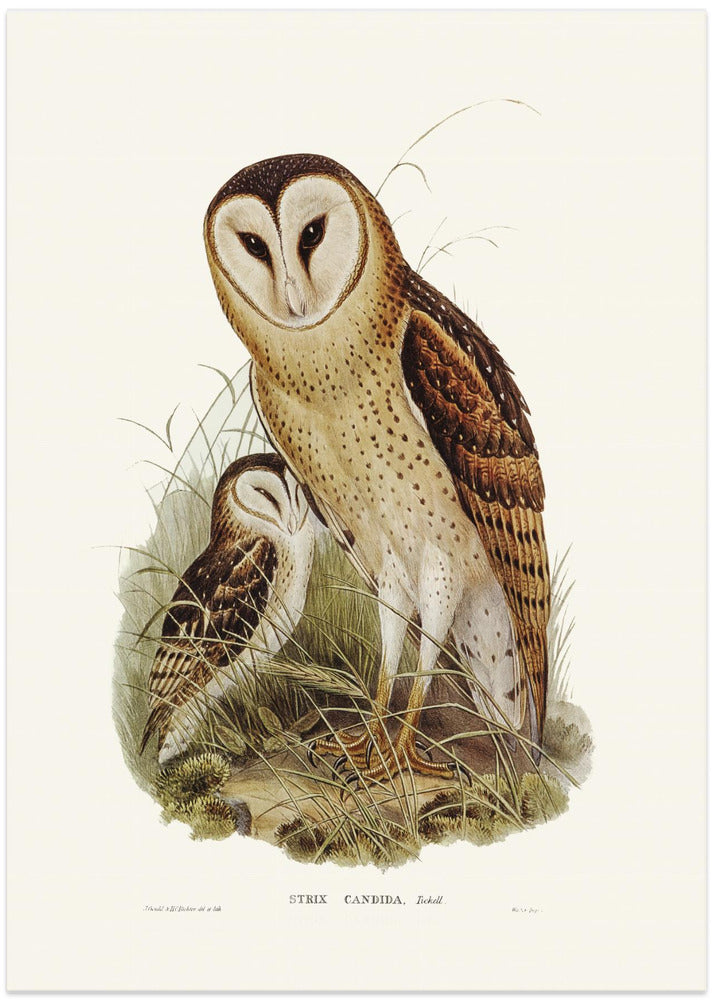Grass Owl