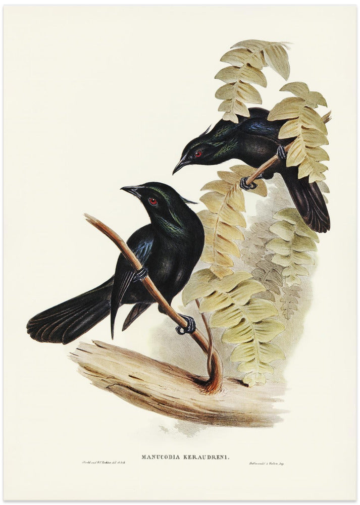 Keraudren's Crow Shrike