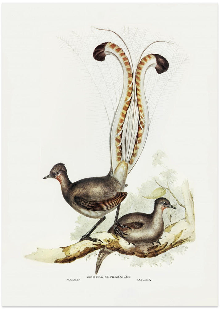 Lyre Bird