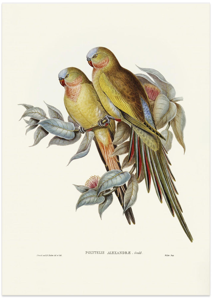 The Princess of Wales's Parakeet