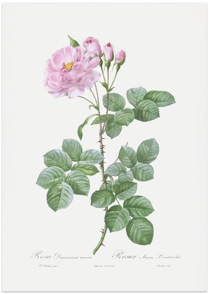 Aurora Poniatowska, Les Roses (1817–1824)