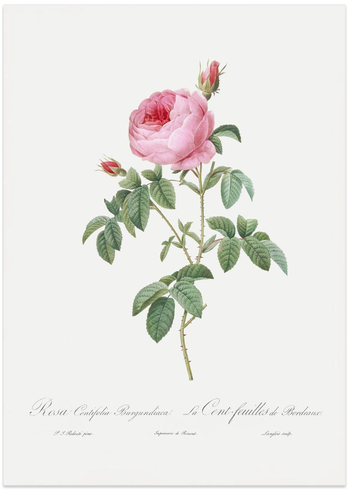Burgundy Cabbage Rose, Les Roses (1817–1824)