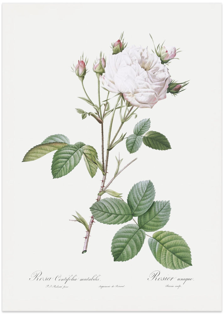 Cabbage Rose White Provence, Les Roses (1817–1824)