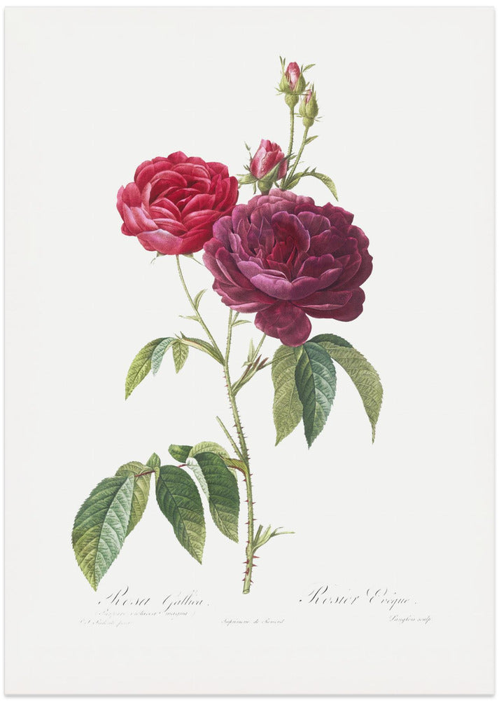 Purple French Rose, Les Roses (1817–1824)