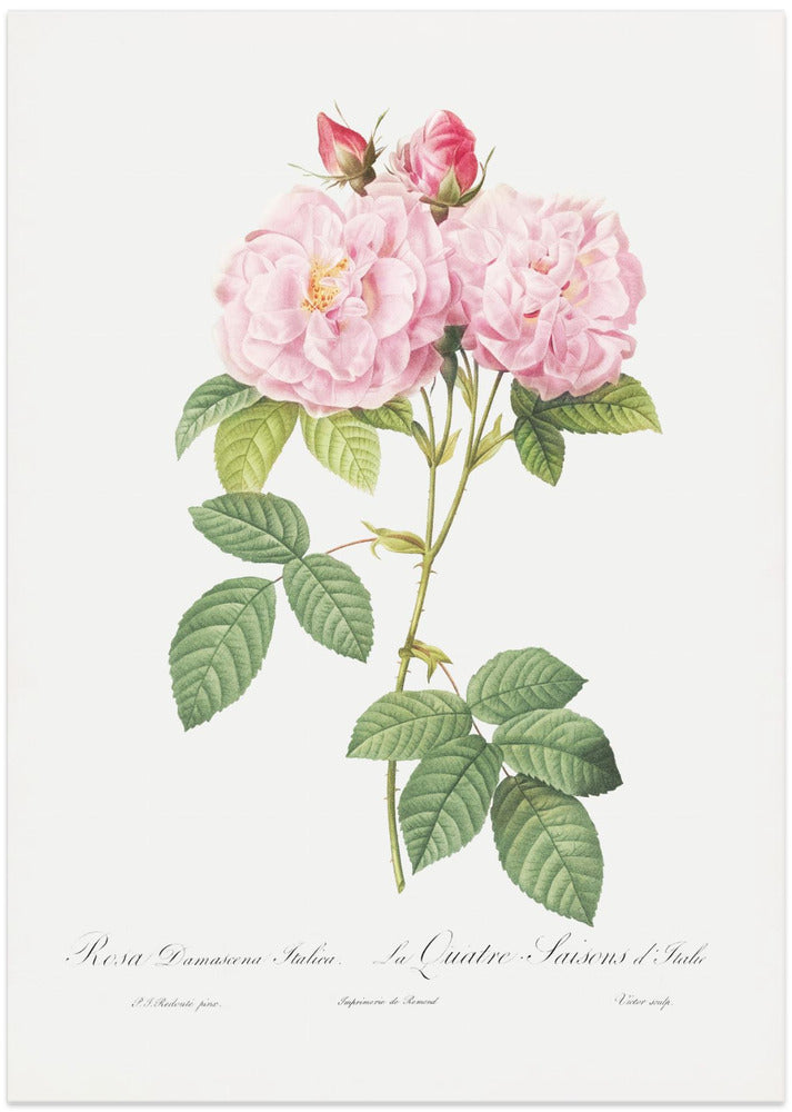 Rosa Bifera Officinalis, Les Roses (1817–1824)