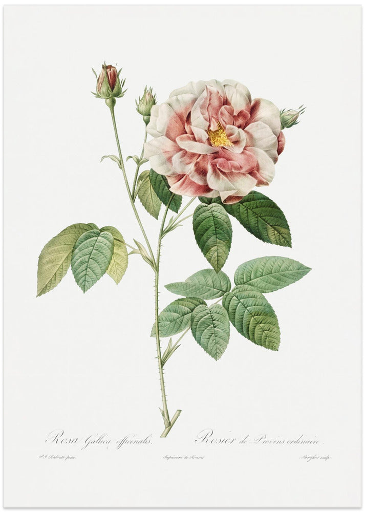 Rosa Gallica (1817–1824), Les Rose