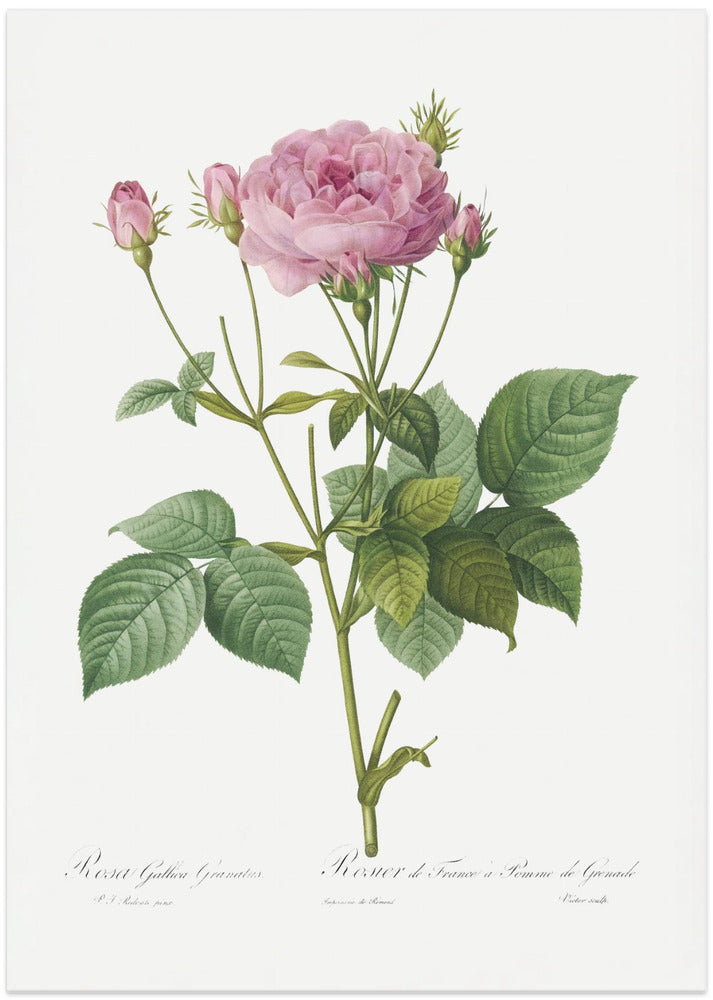 Rosa Gallica Granules, Les Roses (1817–1824)