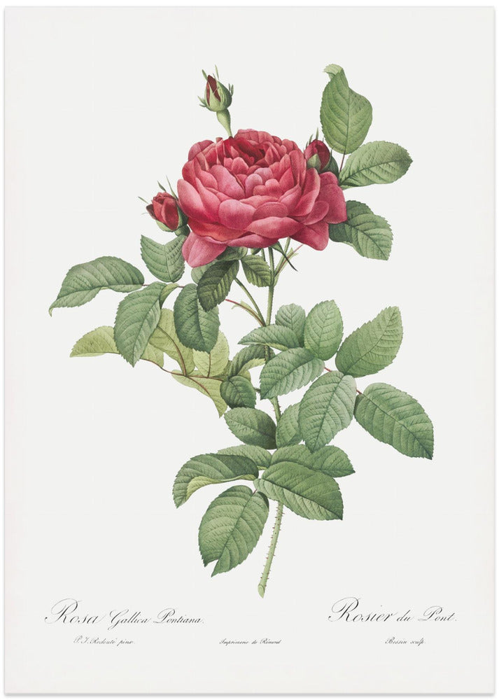 Rosa Gallica Pontiana, Les Roses (1817–1824)