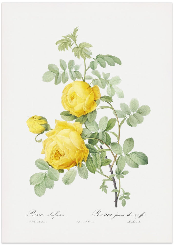 Rosa Hemisphaerica, Les Roses (1817–1824)