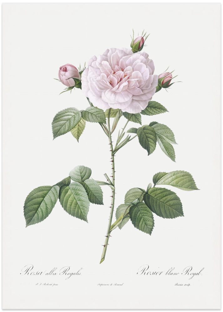 Royal White Rose, Les Roses (1817–1824)