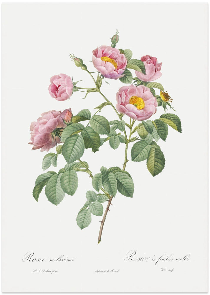 Semi Double Variety of Tomentose Rose, Les Roses (1817–1824)