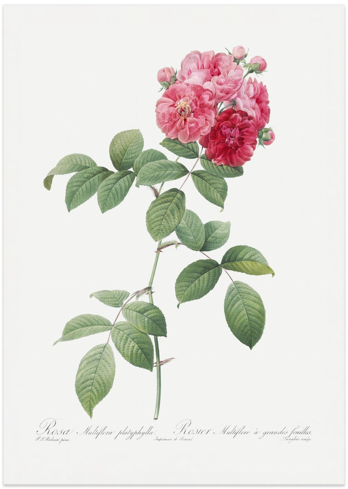 Seven Sisters Roses, Les Roses (1817–1824)