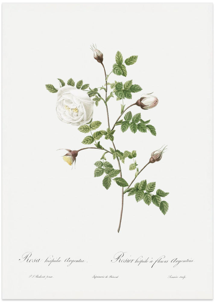 Silver Flowered Hispid Rose, Les Roses (1817–1824)